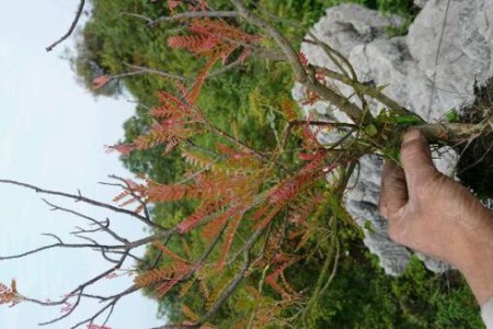 清香木怎么样嫁接