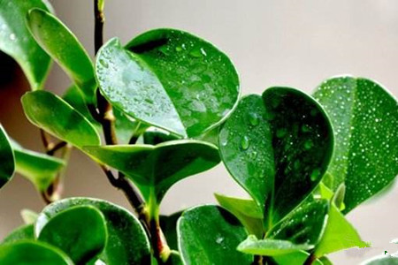 豆瓣绿怎么样浇水