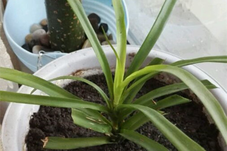 龙血树怎么扦插