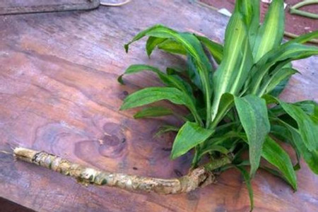 龙血树怎么扦插