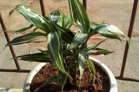 龙血树怎么扦插