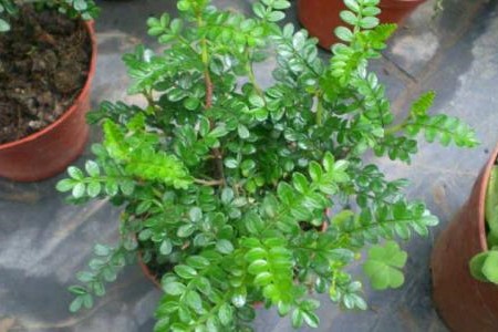 清香木怎么上盆