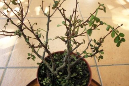 清香木怎么上盆