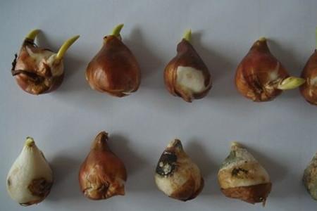 郁金香开花后怎么处理