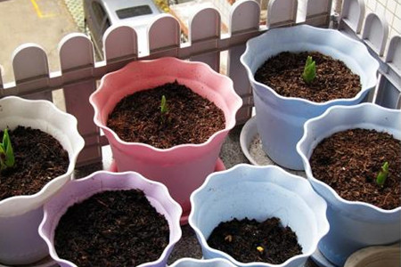 郁金香开花后怎么处理