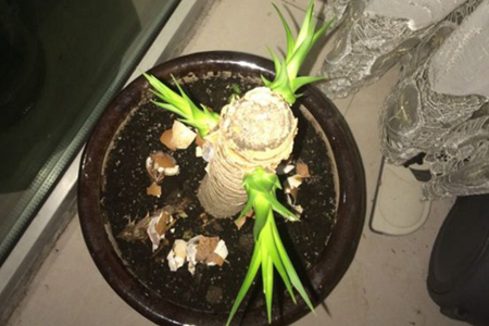 龙血树怎么样换盆