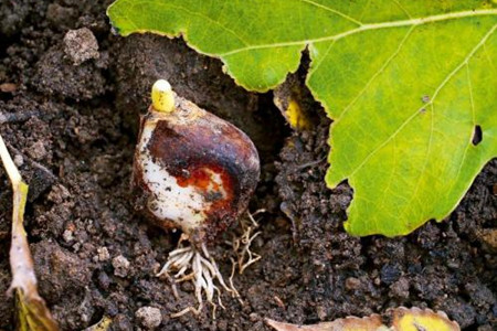 郁金香开花后怎么处理