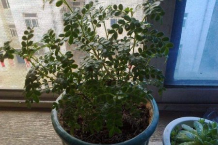 清香木怎么上盆