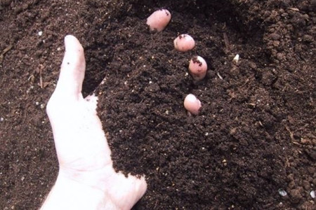 龙血树怎么样换盆