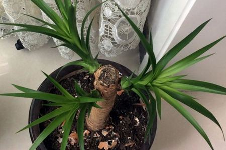 龙血树怎么样换盆