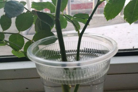蔷薇花怎么水培