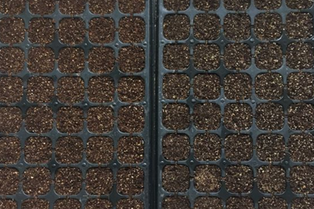 蔷薇花怎么样繁殖