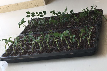 蔷薇花怎么样繁殖