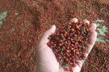 蔷薇花怎么样繁殖