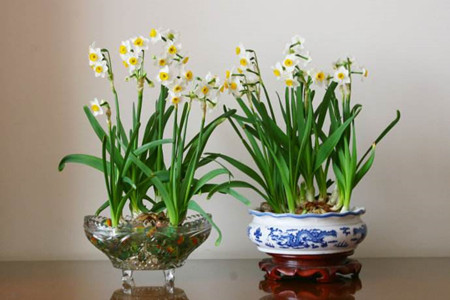 水仙花能在室内养吗