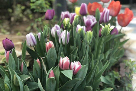 郁金香什么时候开花