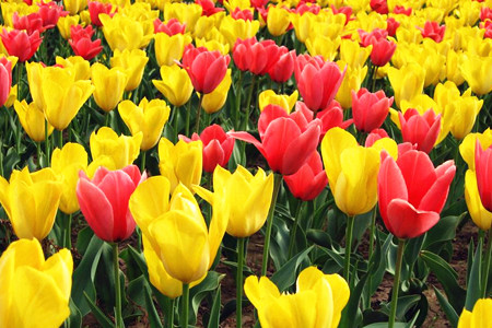 郁金香什么时候开花