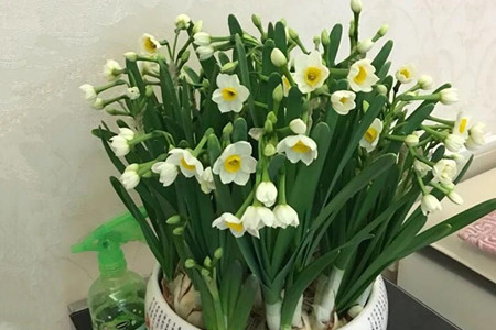 水仙花怎么施肥