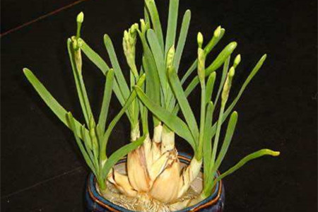 水仙花怎么施肥