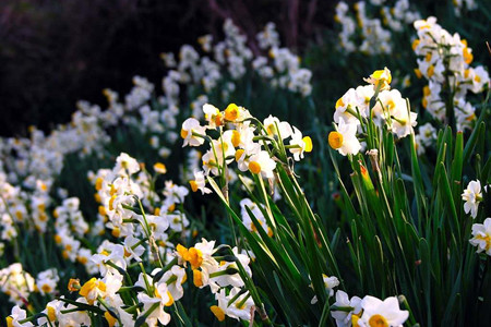 水仙花怎么施肥