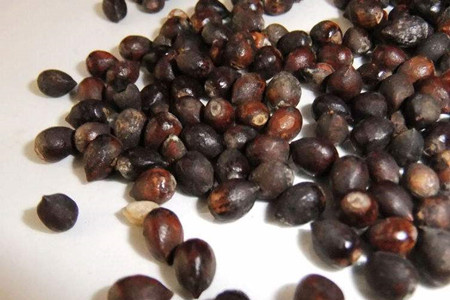 红豆杉怎么样繁殖