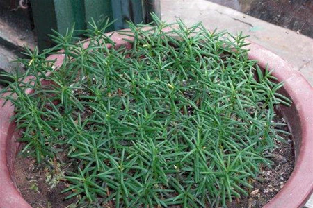 红豆杉怎么样繁殖