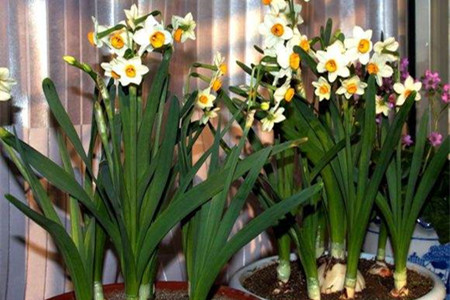 水仙花怎么施肥