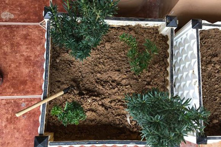 红豆杉怎么样繁殖