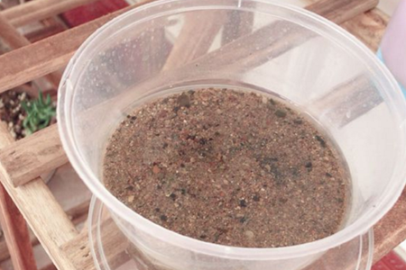 土培铜钱草怎么养