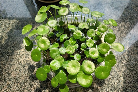 土培铜钱草怎么养