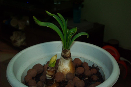 水仙花种球怎么保存