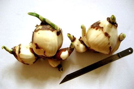 水仙花种球怎么保存