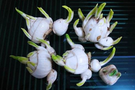 水仙花种球怎么保存