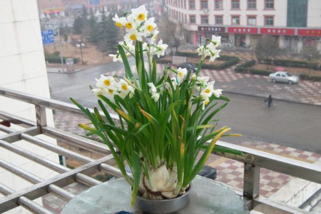 水仙花种球怎么保存