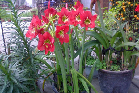 朱顶红多少钱一盆