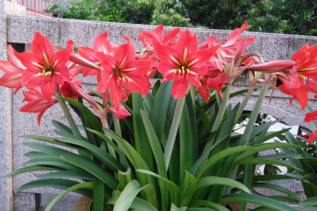 朱顶红多少钱一盆