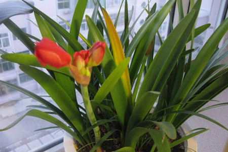 朱顶红多少钱一盆