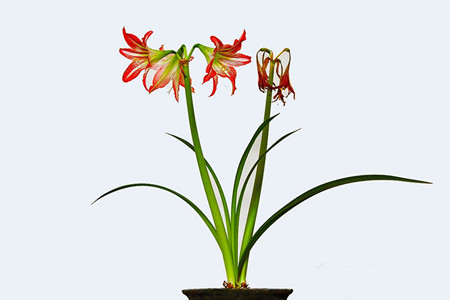 朱顶红多少钱一盆