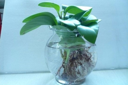 豆瓣绿怎么样水培