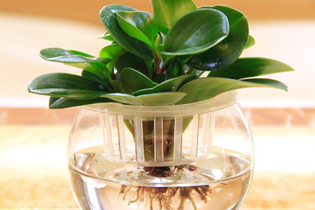 豆瓣绿怎么样水培