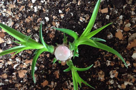 龙血树怎么砍头