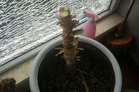 龙血树怎么砍头