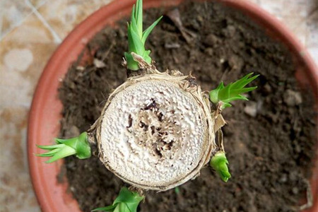 龙血树怎么砍头