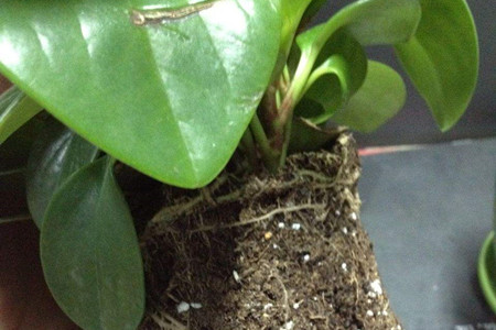 豆瓣绿怎么样水培