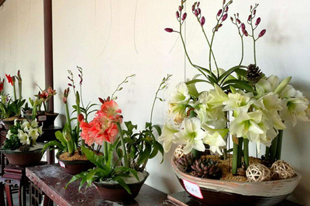 朱顶红怎么度夏