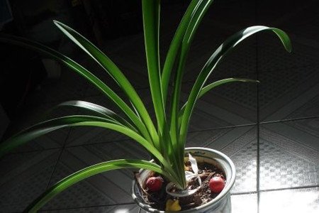 朱顶红怎么度夏