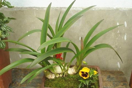 朱顶红怎么度夏