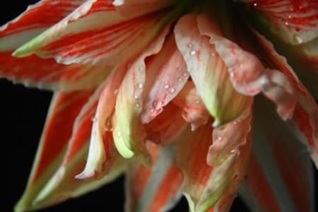 朱顶红怎么度夏