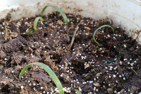 朱顶红怎么度夏