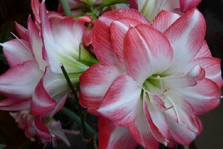 朱顶红怎么度夏